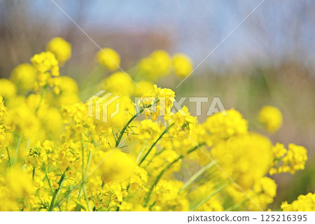 強奸的花朵預示著春天的到來 強奸的花朵預示著春天的到來 125216395