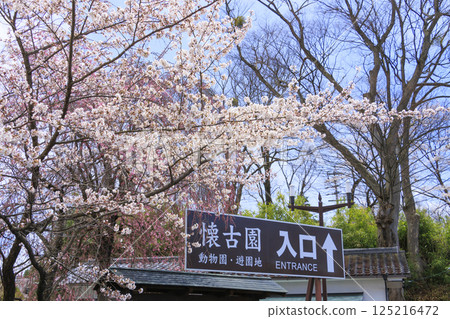 櫻花盛開的小諸城遺址 125216472