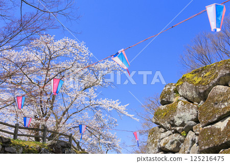 Komoro Castle ruins with cherry blossoms in full bloom 125216475
