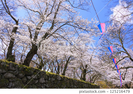 Komoro Castle ruins with cherry blossoms in full bloom Komoro Castle ruins with cherry blossoms in full bloom 125216479