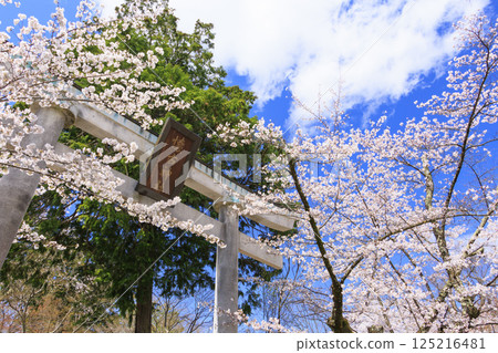 Komoro Castle ruins with cherry blossoms in full bloom 125216481