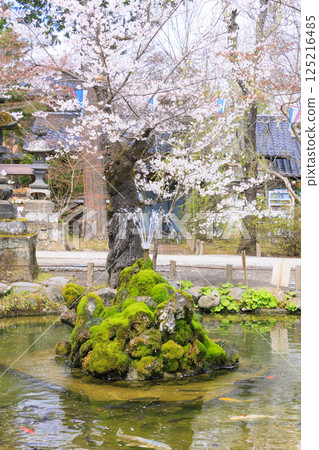 Komoro Castle ruins with cherry blossoms in full bloom Komoro Castle ruins with cherry blossoms in full bloom 125216485