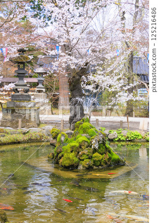 Komoro Castle ruins with cherry blossoms in full bloom Komoro Castle ruins with cherry blossoms in full bloom 125216486
