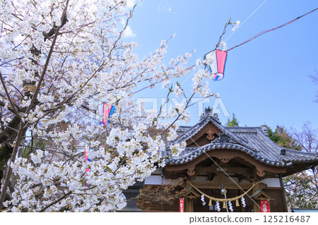 Komoro Castle ruins with cherry blossoms in full bloom Komoro Castle ruins with cherry blossoms in full bloom 125216487