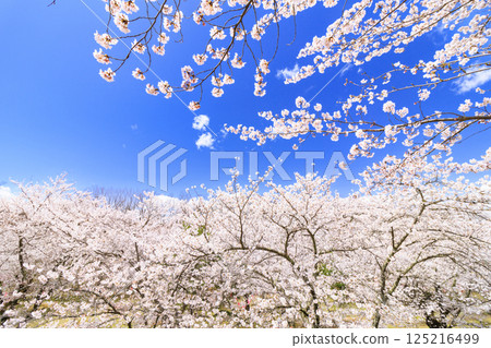 Komoro Castle ruins with cherry blossoms in full bloom 125216499