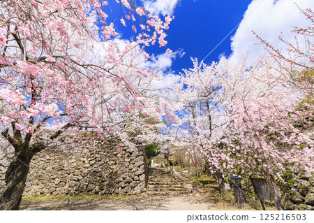 櫻花盛開的小諸城遺址 125216503