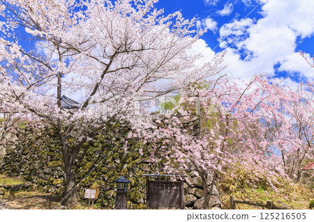 Komoro Castle ruins with cherry blossoms in full bloom 125216505