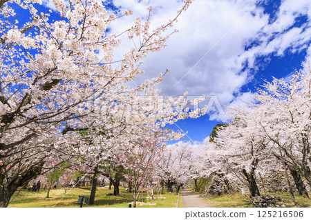 Komoro Castle ruins with cherry blossoms in full bloom Komoro Castle ruins with cherry blossoms in full bloom 125216506