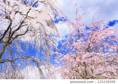 Komoro Castle ruins with cherry blossoms in full bloom Komoro Castle ruins with cherry blossoms in full bloom 125216509