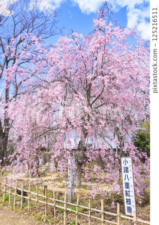 Komoro Castle ruins with cherry blossoms in full bloom Komoro Castle ruins with cherry blossoms in full bloom 125216511