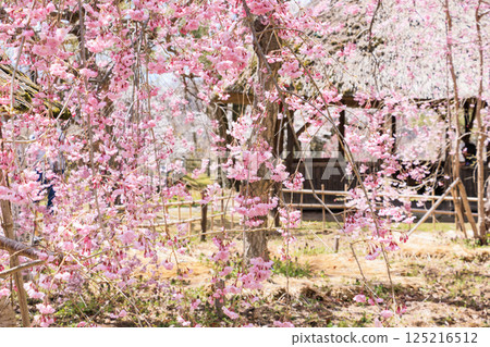 Komoro Castle ruins with cherry blossoms in full bloom Komoro Castle ruins with cherry blossoms in full bloom 125216512