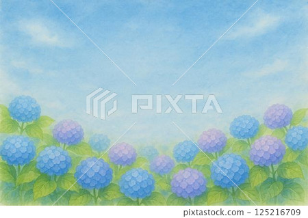 hydrangea   125216709