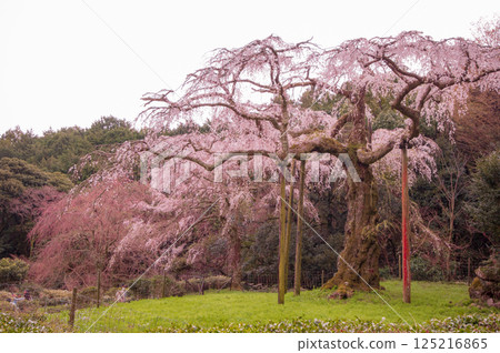 垂枝櫻花 125216865