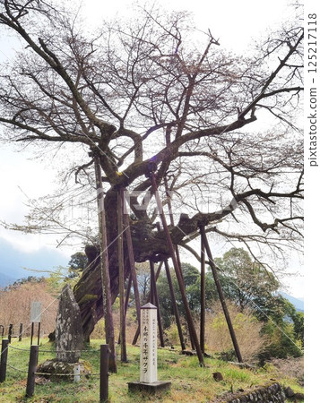 山梨縣本鄉的千禧櫻花，三月 125217118