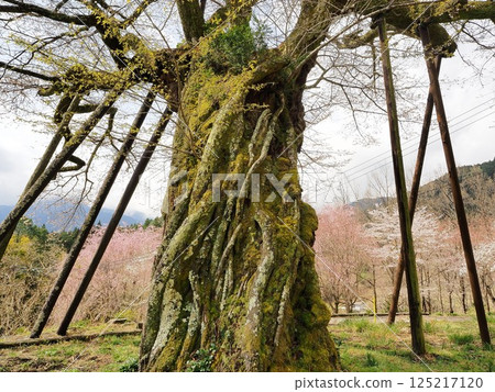 Yamanashi Prefecture Hongo's Millennium Cherry Blossoms, March 125217120