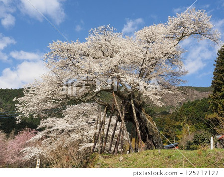 Yamanashi Prefecture, Hongo's Millennium Cherry Blossoms in full bloom, April 125217122