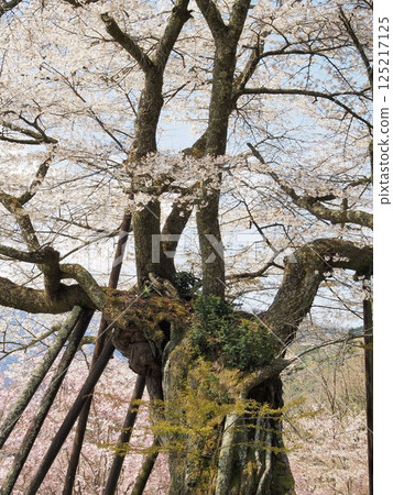 Yamanashi Prefecture Hongo's Millennium Cherry Blossoms, April 125217125
