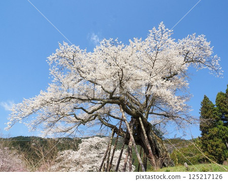 山梨縣:4月,千年櫻花在藍天下盛開 山梨縣:4月,千年櫻花在藍天下盛開 125217126