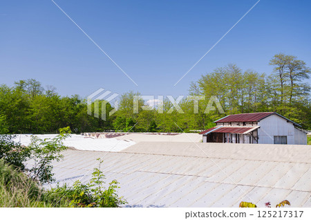 Azumino wasabi fields in early summer 125217317