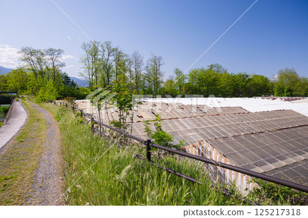 Azumino in early summer: Wasabi fields and promenade Azumino in early summer: Wasabi fields and promenade 125217318