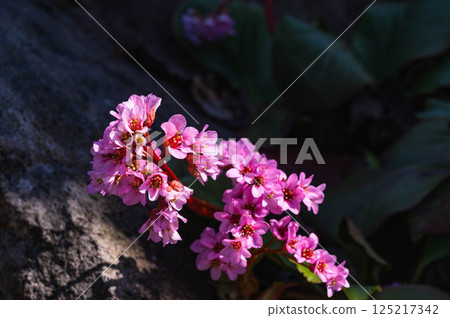 Himalaya Yukinoshita 125217342