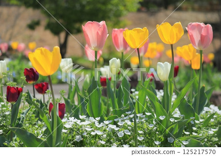 Colorful tulips and white flowers blooming in spring 125217570