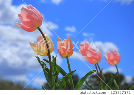 Tulips swaying in the spring breeze against the backdrop of blue sky 125217571