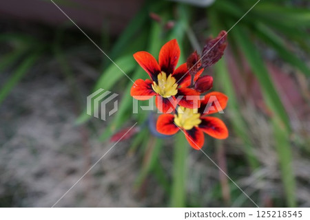 Sparaxis (daffodil iris) blooms 125218545