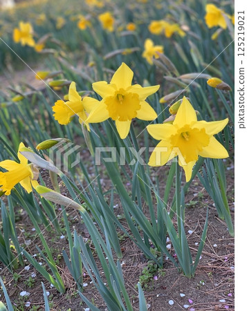 Flowers blooming in March at Hitachi Seaside Park 125219021