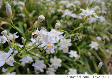 (Tokyo) 001 125219097