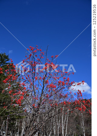Red fruit of Nanakamado Red fruit of Nanakamado 125219516