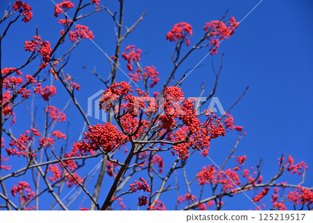Red fruit of Nanakamado Red fruit of Nanakamado 125219517