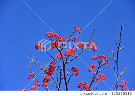 Nanakamado的紅色水果 125219518