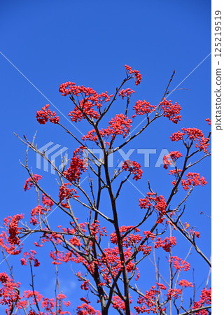 Nanakamado的紅色水果 125219519