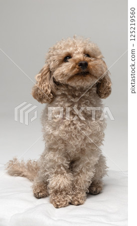 White miniature poodle on a light background. Studio shot of a dog. Maltipoo 125219560