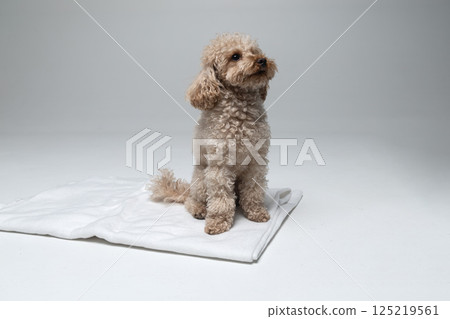 White miniature poodle on a light background. Studio shot of a dog. Maltipoo White miniature poodle on a light background. Studio shot of a dog. Maltipoo 125219561