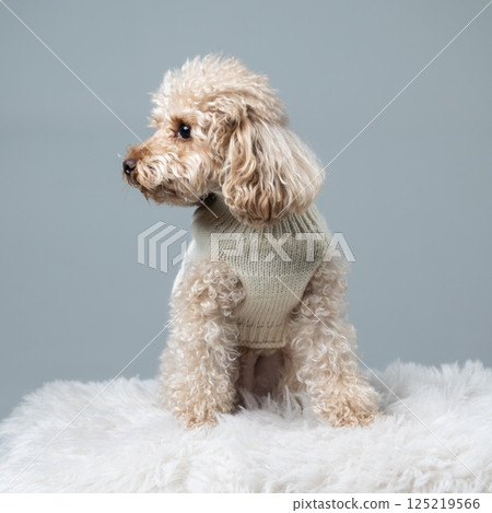 White miniature poodle on a light background. Studio shot of a dog. Maltipoo White miniature poodle on a light background. Studio shot of a dog. Maltipoo 125219566