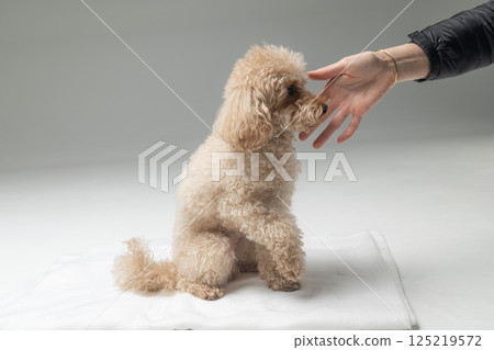 White miniature poodle on a light background. Studio shot of a dog. Maltipoo 125219572