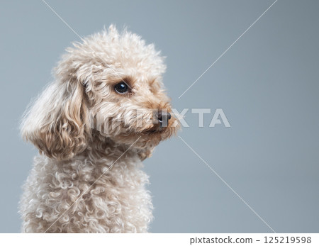 White miniature poodle on a light background. Studio shot of a dog. Maltipoo 125219598