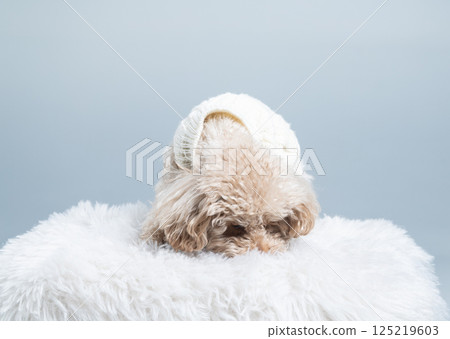 White miniature poodle on a light background. Studio shot of a dog. Maltipoo White miniature poodle on a light background. Studio shot of a dog. Maltipoo 125219603