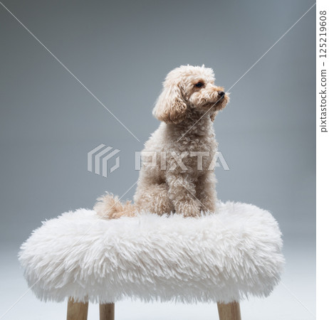 White miniature poodle on a light background. Studio shot of a dog. Maltipoo 125219608
