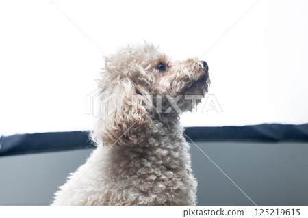 White miniature poodle on a light background. Studio shot of a dog. Maltipoo White miniature poodle on a light background. Studio shot of a dog. Maltipoo 125219615