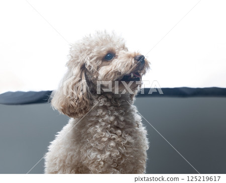White miniature poodle on a light background. Studio shot of a dog. Maltipoo 125219617