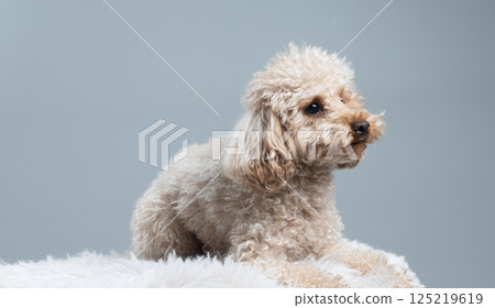 White miniature poodle on a light background. Studio shot of a dog. Maltipoo White miniature poodle on a light background. Studio shot of a dog. Maltipoo 125219619