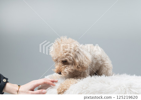 White miniature poodle on a light background. Studio shot of a dog. Maltipoo White miniature poodle on a light background. Studio shot of a dog. Maltipoo 125219620