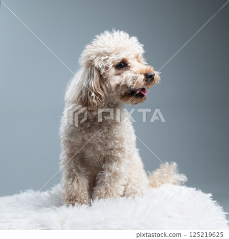 White miniature poodle on a light background. Studio shot of a dog. Maltipoo White miniature poodle on a light background. Studio shot of a dog. Maltipoo 125219625