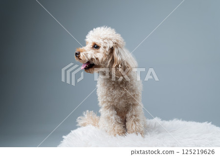 White miniature poodle on a light background. Studio shot of a dog. Maltipoo 125219626