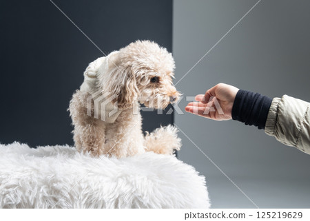 White miniature poodle on a light background. Studio shot of a dog. Maltipoo White miniature poodle on a light background. Studio shot of a dog. Maltipoo 125219629