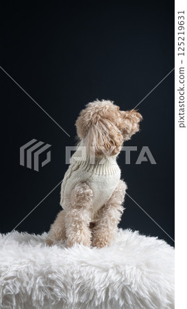 White miniature poodle on a light background. Studio shot of a dog. Maltipoo 125219631