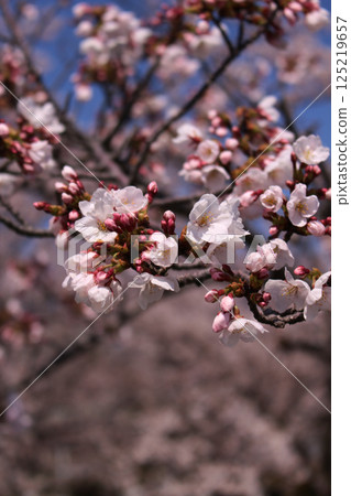 Cherry blossoms in full bloom 125219657